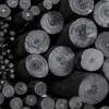 imagePH Coate Artist Willow Charcoal Medium 25 Sticks BlackMedium