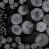 imagePH Coate Artist Willow Charcoal Medium 25 Sticks BlackScene Painters Assorted